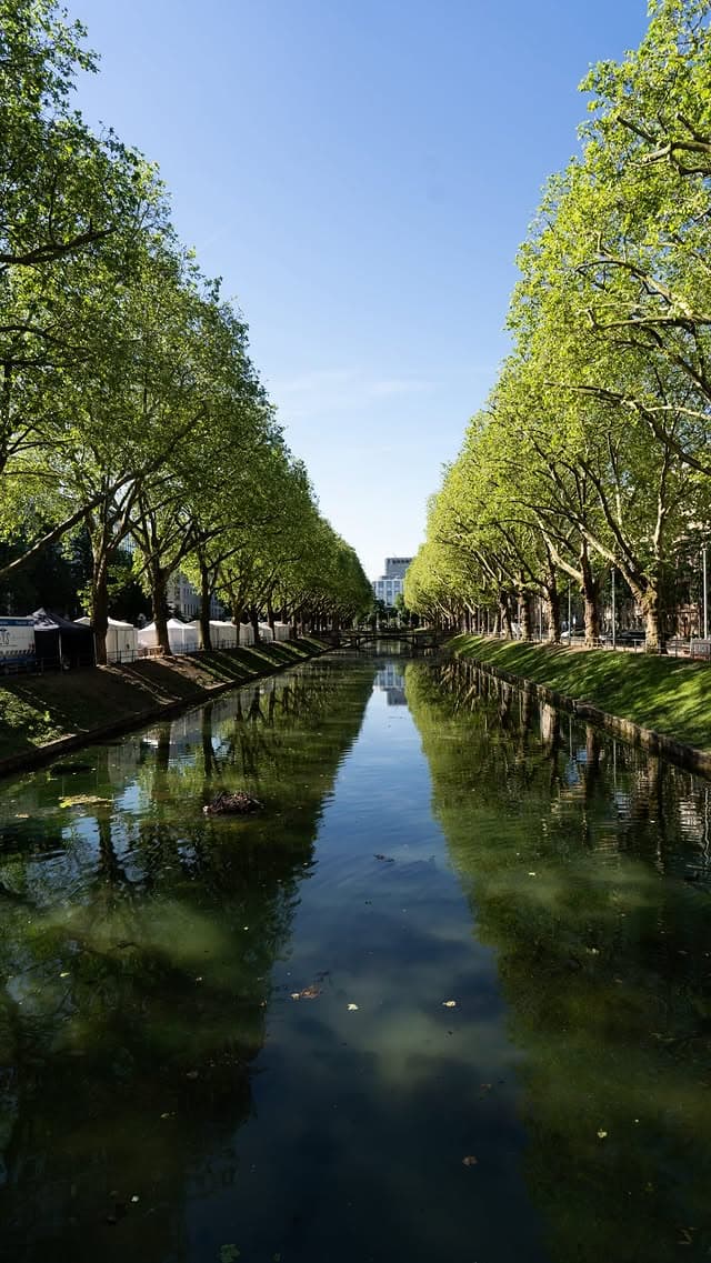 Platanenallee am Kö-Graben in Düsseldorf